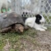 Petting Zoo and Reptile Encounter - Image 3