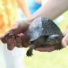 Petting Zoo and Reptile Encounter - Image 16